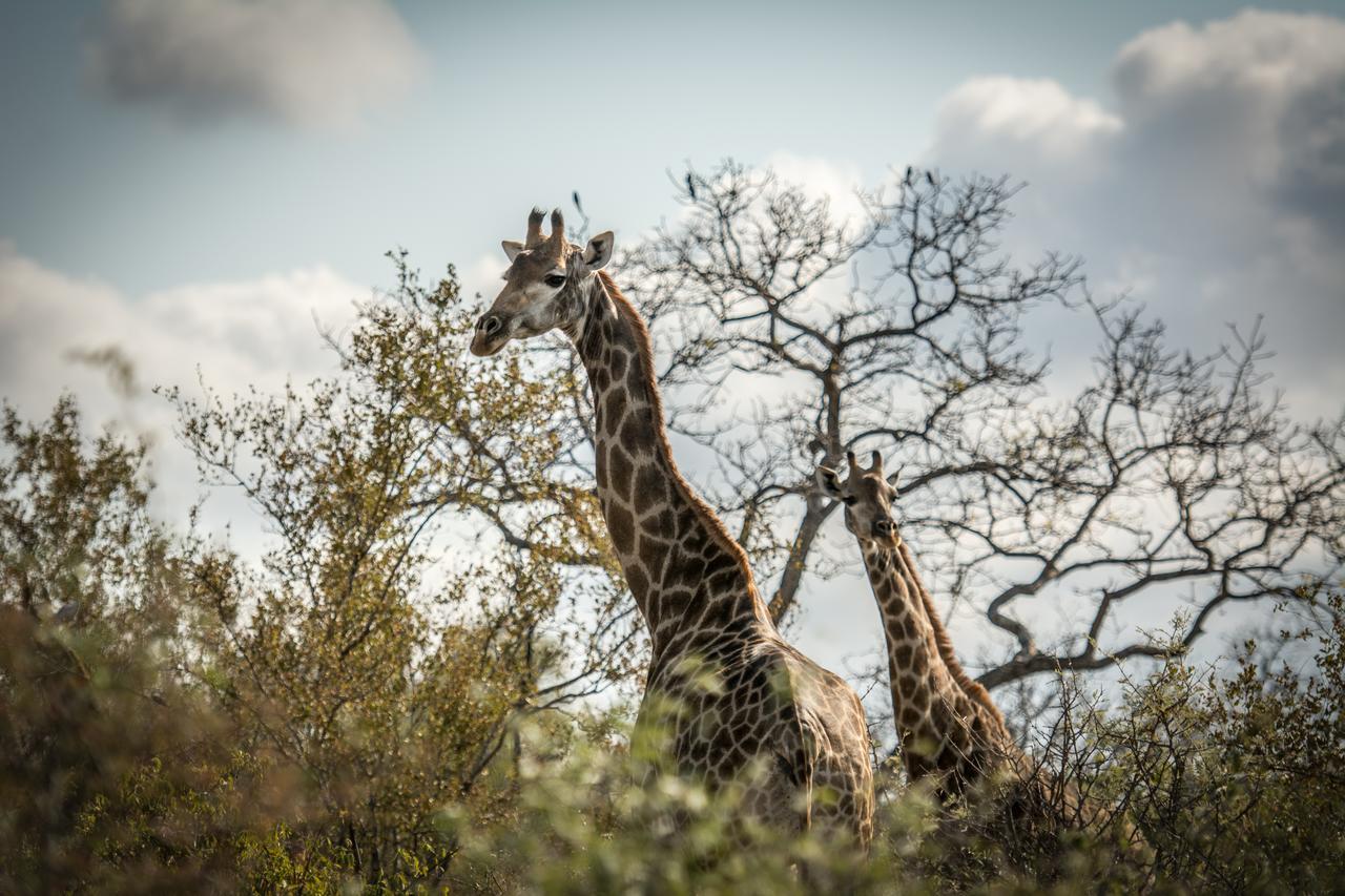 Garonga Safari Villa Makalali Game Reserve Exterior foto